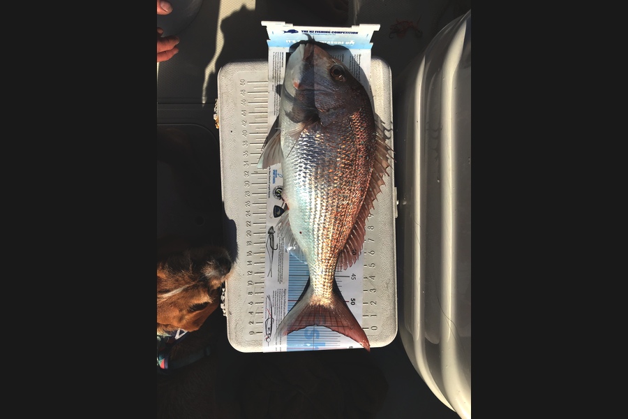 Darren Bugg caught this 54.5cm Snapper at Rangitoto  during The OBC Fishing Competition
