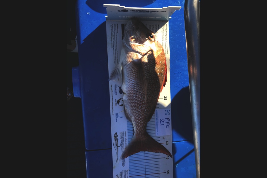 Roma Bertasius caught this 42.0cm Snapper at Noises  during The OBC Fishing Competition