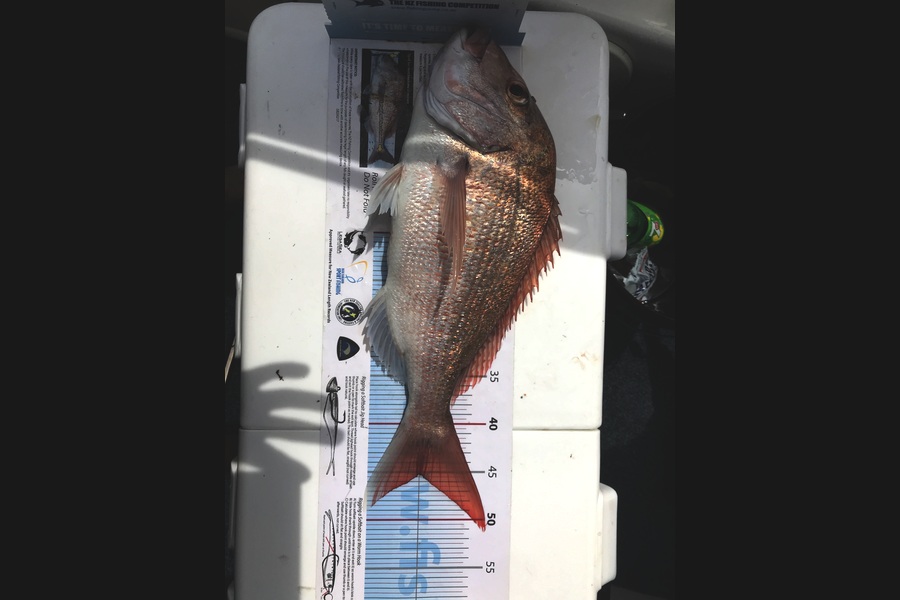 aaron trembath caught this 45.0cm Snapper at Rakino during The OBC Fishing Competition