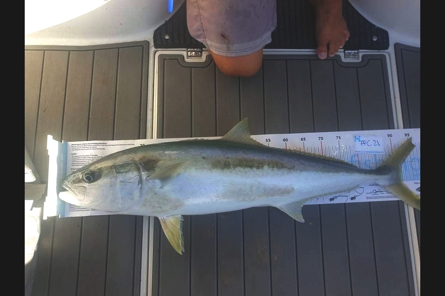 Warren Newman caught this 91.5cm Kingfish at Channel Island during The OBC Fishing Competition