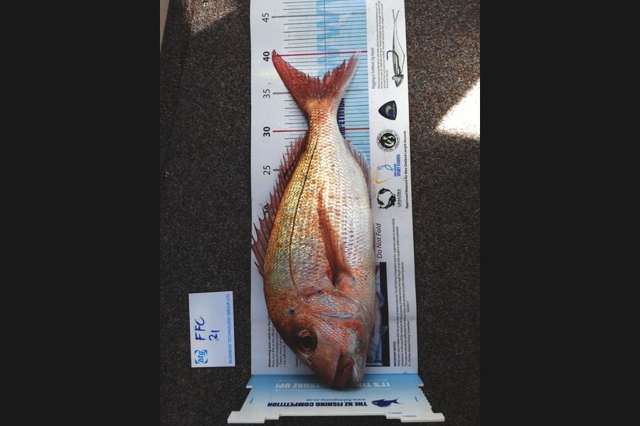 Simon Adamson caught this 37.0cm Snapper at Hauraki Gulf during The OBC Fishing Competition