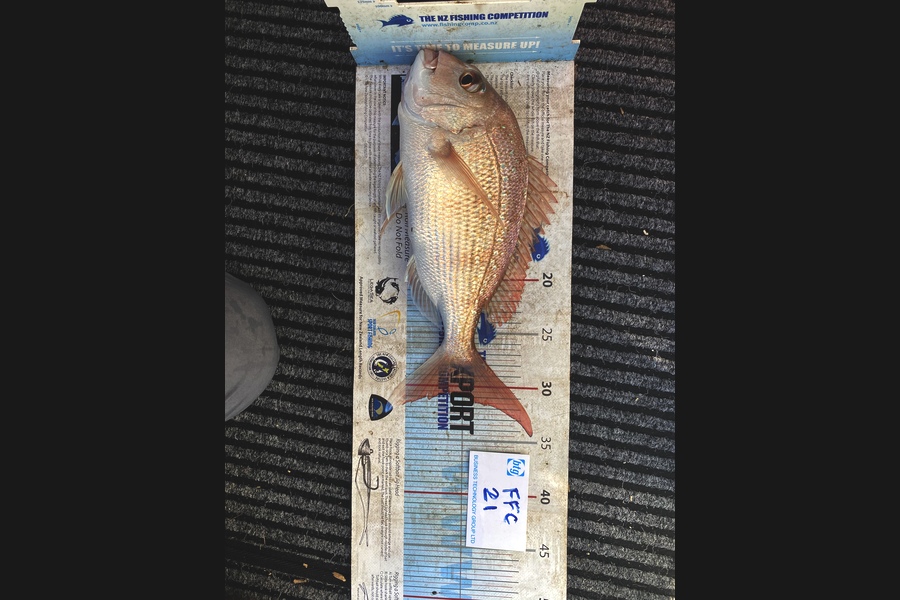 Mike Gillham caught this 31.0cm Snapper at Rakino during The OBC Fishing Competition