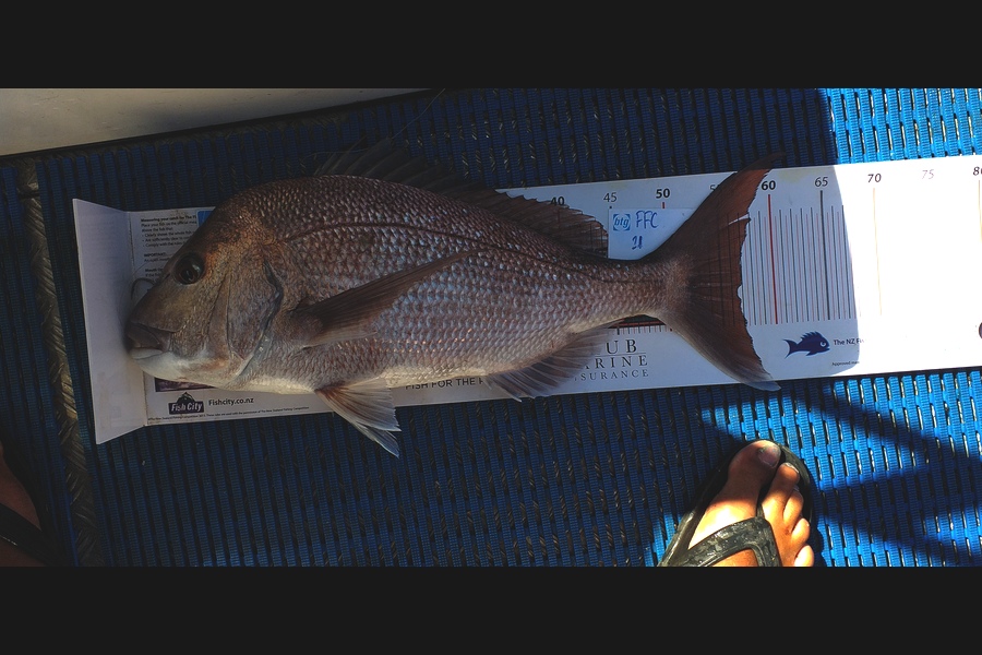 Philip Mackey caught this 56.5cm Snapper at Rakino during The OBC Fishing Competition