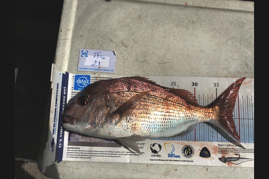 Jack Laity caught this 38.5cm Snapper at Rangitoto  during The OBC Fishing Competition