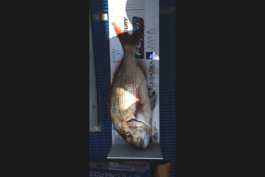 Philip Mackey caught this 45.5cm Snapper at Rakino  during The OBC Fishing Competition