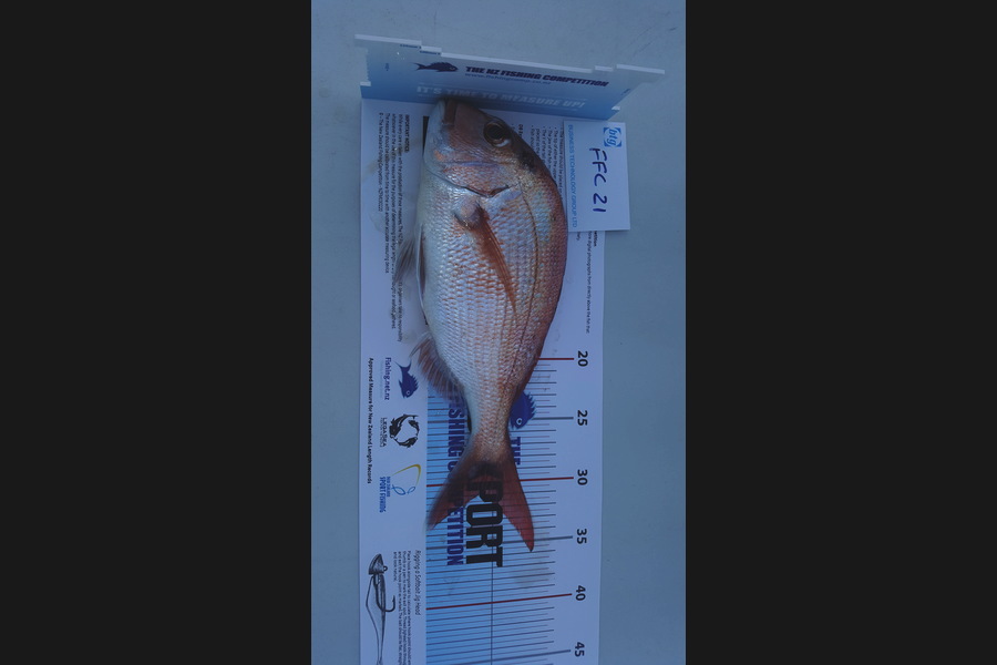 Kevin Jackson caught this 31.0cm Snapper at Rangitoto during The OBC Fishing Competition