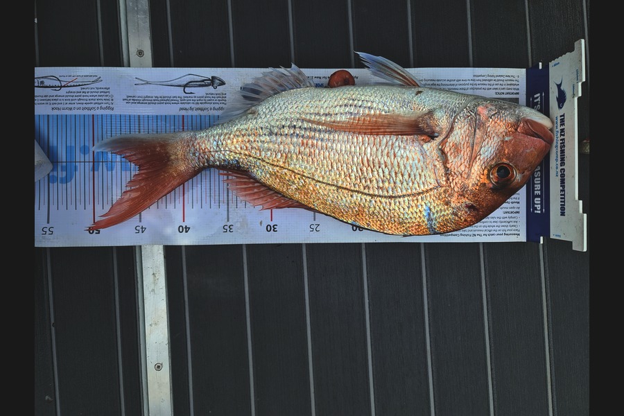 Scott Hanson caught this 45.0cm Snapper at Matiatia during The OBC Fishing Competition
