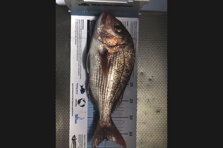 Matthew Crumpton caught this 36.0cm Snapper at Mutuihe during The OBC Fishing Competition