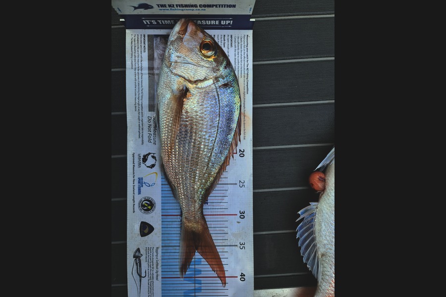 Scott Hanson caught this 35.5cm Snapper at Matiatia during The OBC Fishing Competition