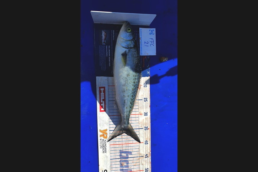 Gary Williamson caught this 36.0cm Kahawai at Motuihe during The OBC Fishing Competition