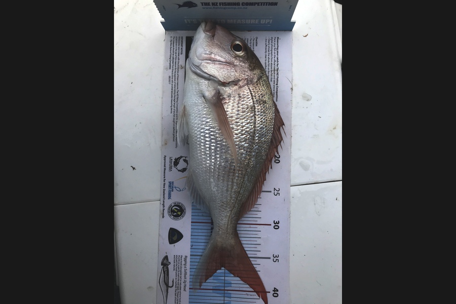 aaron trembath caught this 36.5cm Snapper at Rakino during The OBC Fishing Competition
