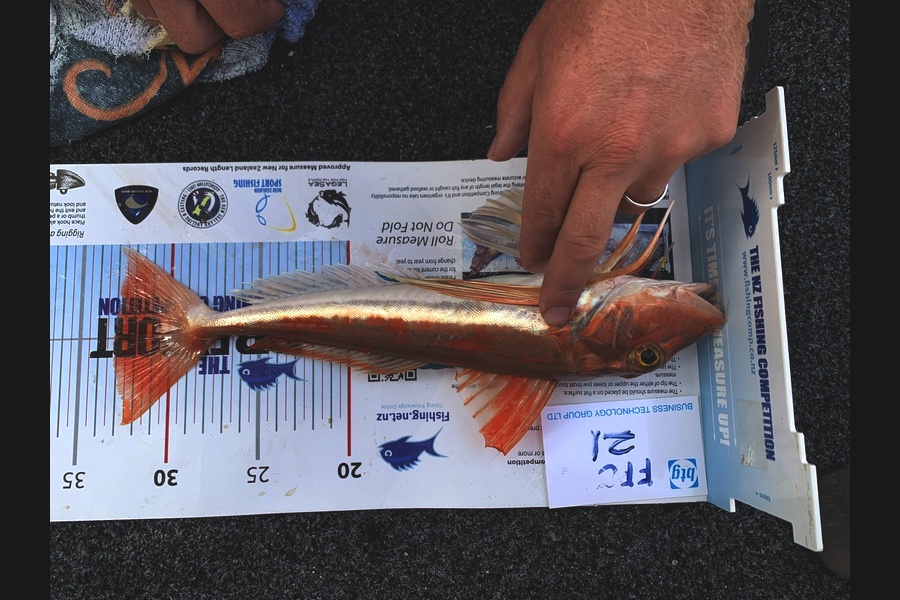Gareth Neil caught this 33.0cm Gurnard at Tiri during The OBC Fishing Competition