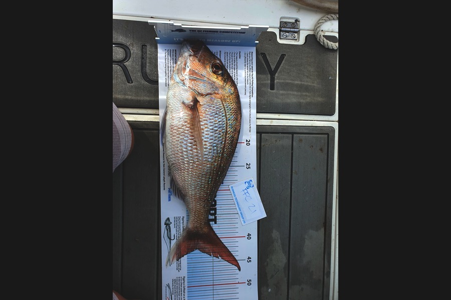 Warren Newman caught this 42.0cm Snapper at Channel Island during The OBC Fishing Competition