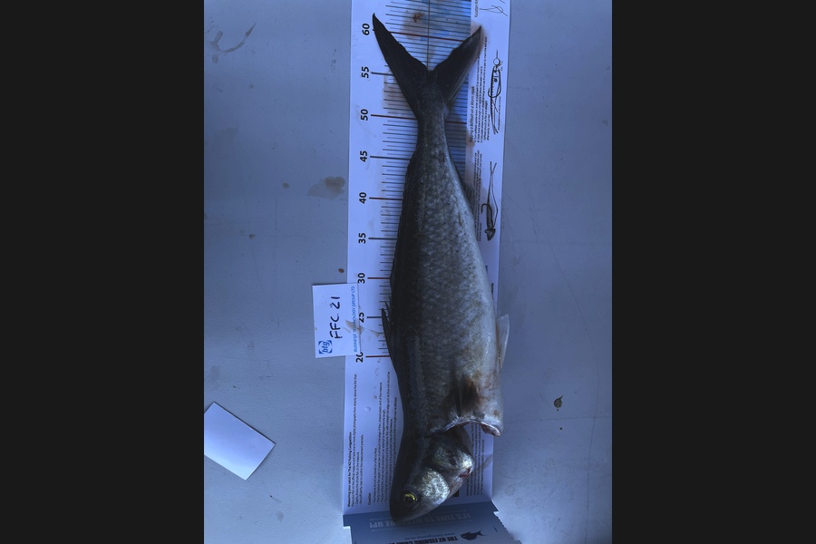 Tim Slyfield caught this 52.0cm Kahawai at Waiheke  during The OBC Fishing Competition