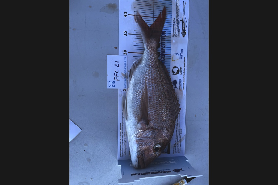 Tim Slyfield caught this 37.0cm Snapper at Waiheke  during The OBC Fishing Competition
