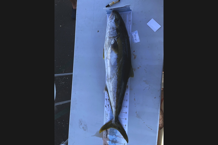 Tim Slyfield caught this 94.0cm Kingfish at Waiheke  during The OBC Fishing Competition