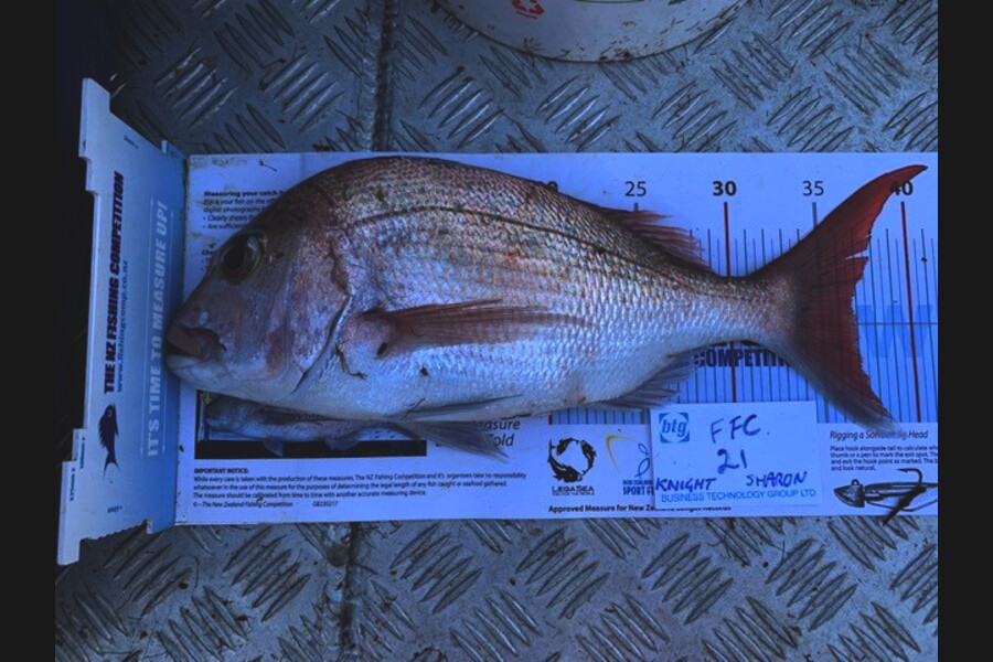Gregory Knight caught this 37.0cm Snapper at Channel Island during The OBC Fishing Competition