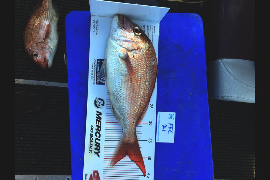 Steve Cullen caught this 39cm Snapper at Channel island during The OBC Fishing Competition