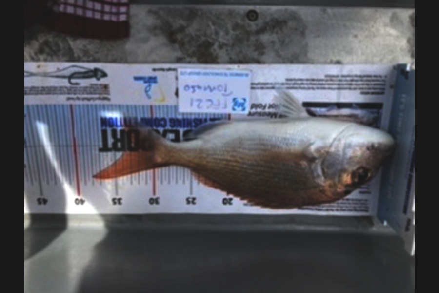 Montie Baskett caught this 33.0cm Snapper at Te atatu during The OBC Fishing Competition