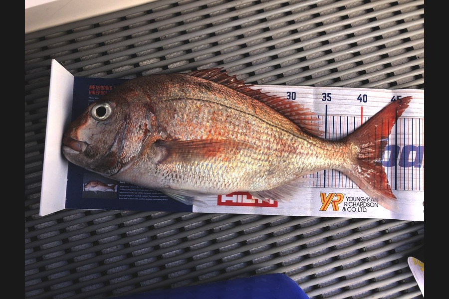 Brendan Lochead caught this 43.0cm Snapper at Great Barrier Island during The OBC Fishing Competition