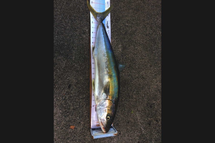 Philip Tate caught this 111.5cm Kingfish at Rangitotp during The OBC Fishing Competition