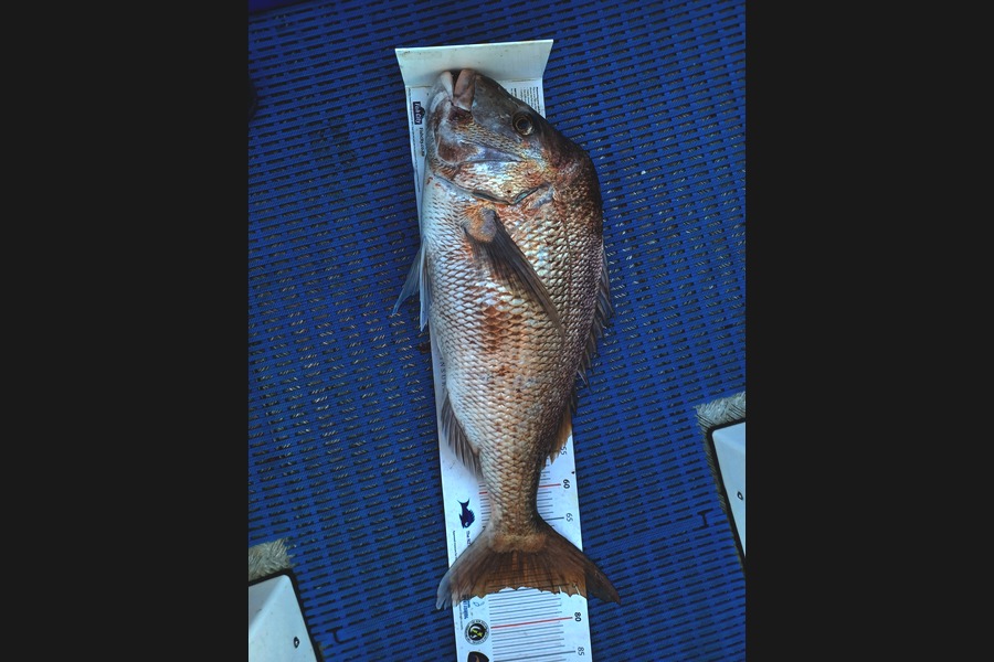 Philip Mackey caught this 74.5cm Snapper at Auckland  during The OBC Fishing Competition