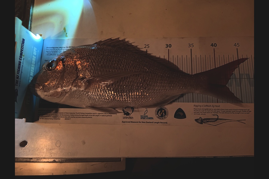 Simon Adamson caught this 42.0cm Snapper at Auckland during The OBC Fishing Competition