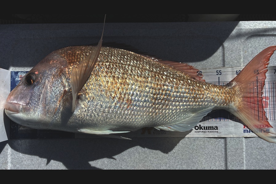 Brendan Lochead caught this 66.0cm Snapper at Waikato during The OBC Fishing Competition