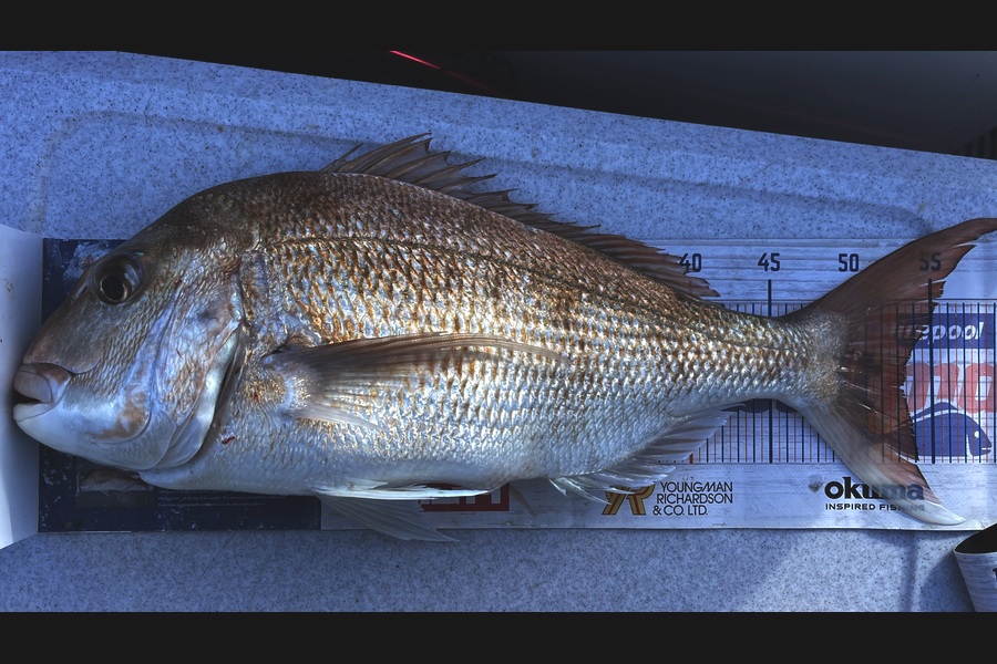 Brendan Lochead caught this 53.0cm Snapper at Waikato during The OBC Fishing Competition