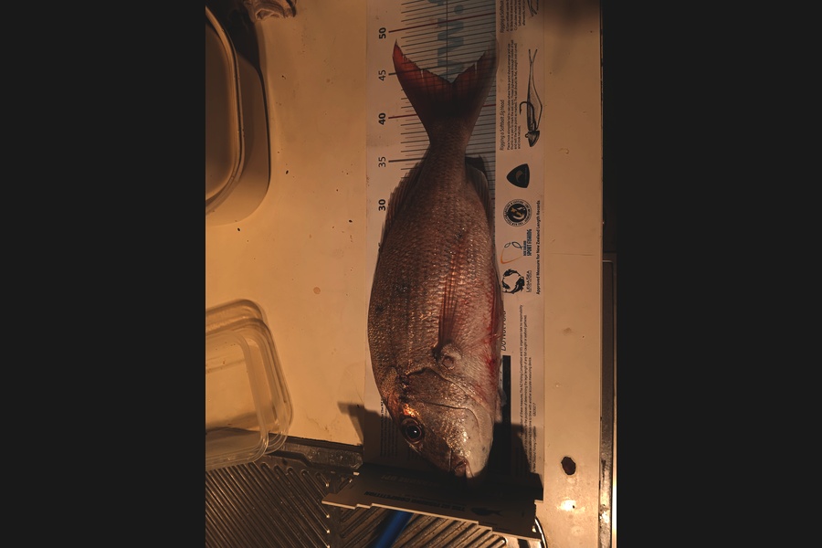 Simon Adamson caught this 43.0cm Snapper at Auckland during The OBC Fishing Competition