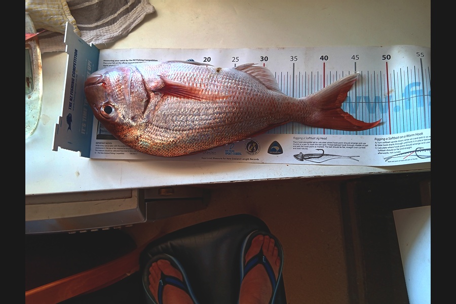 Simon Adamson caught this 42.5cm Snapper at Auckland during The OBC Fishing Competition