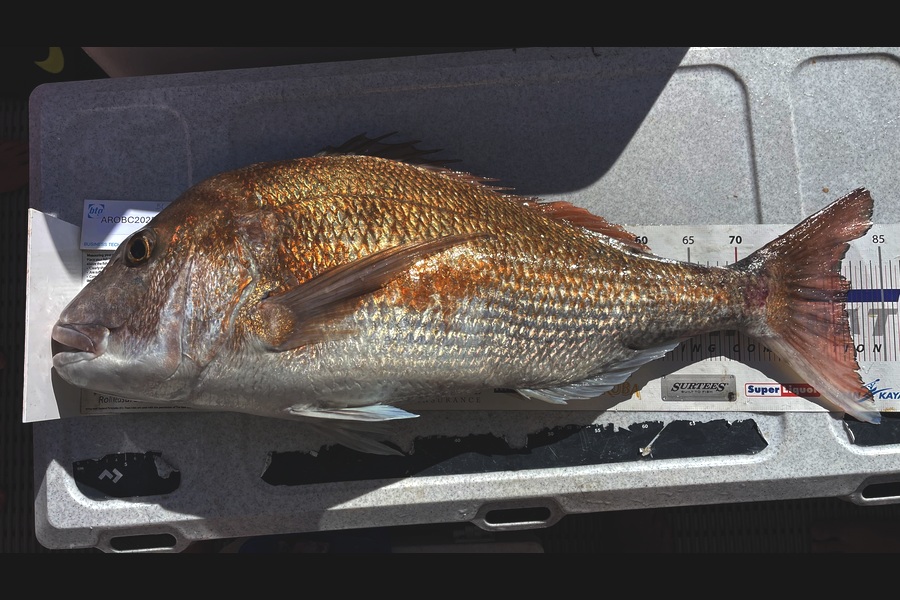 Brendan Lochead caught this 81.0cm Snapper at Auckland during The OBC Fishing Competition