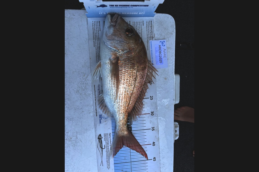 James Lindsay caught this 39.5cm Snapper at Auckland during The OBC Fishing Competition