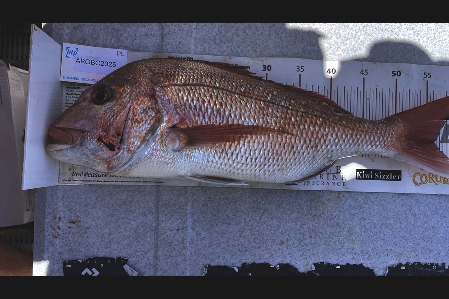 Brendan Lochead caught this 56.0cm Snapper at Auckland during The OBC Fishing Competition