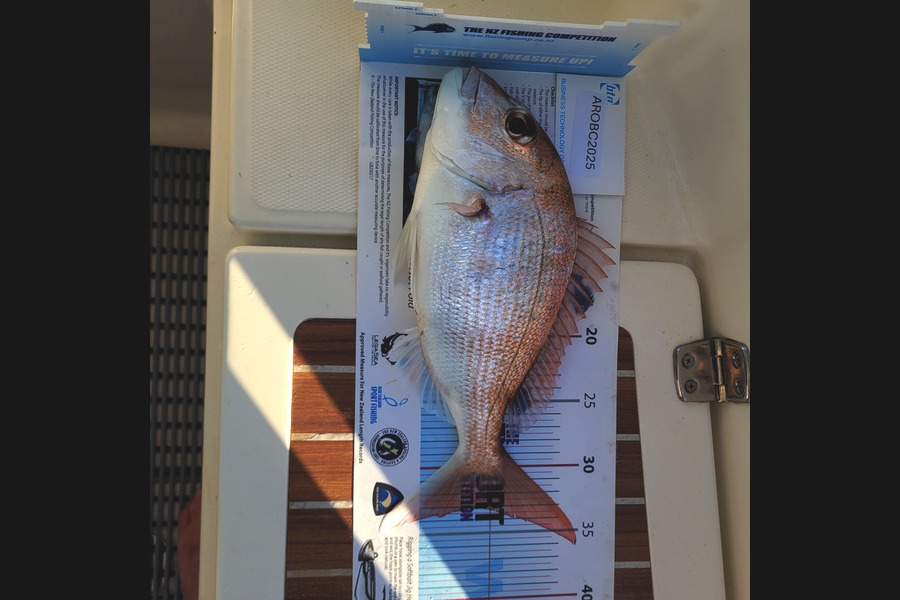 Kevin Jackson caught this 33.0cm Snapper at Auckland during The OBC Fishing Competition