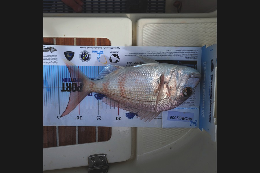 Kevin Jackson caught this 31.5cm Snapper at Auckland during The OBC Fishing Competition