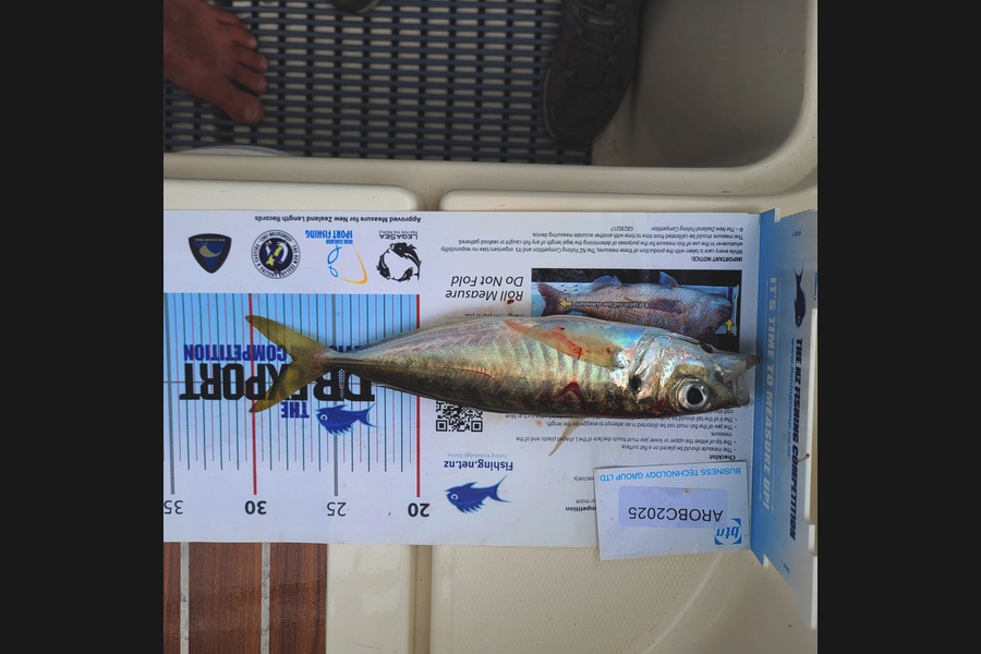 Kevin Jackson caught this 27.5cm Other at Auckland during The OBC Fishing Competition