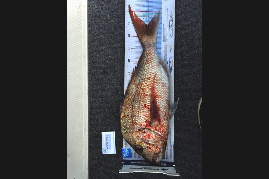 Andrew King caught this 54.5cm Snapper at Auckland during The OBC Fishing Competition