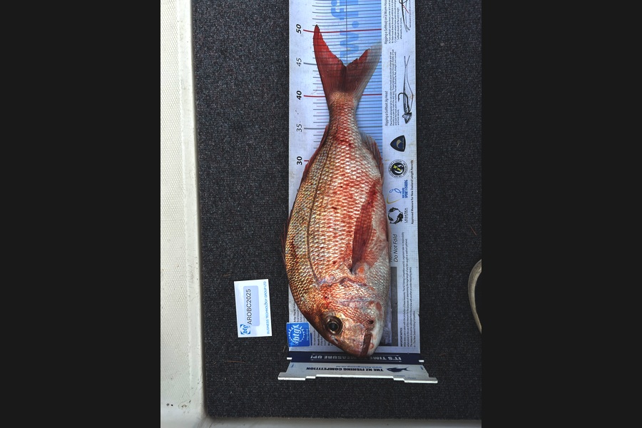 Andrew King caught this 44.5cm Snapper at Auckland during The OBC Fishing Competition