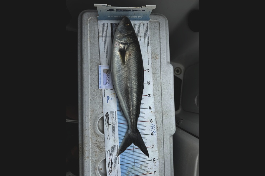 Greg Strachan caught this 47.5cm Kahawai at Auckland during The OBC Fishing Competition
