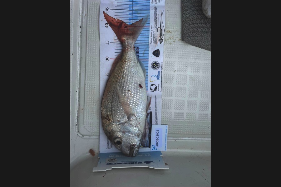 Grant Glover caught this 40.5cm Snapper at Auckland during The OBC Fishing Competition