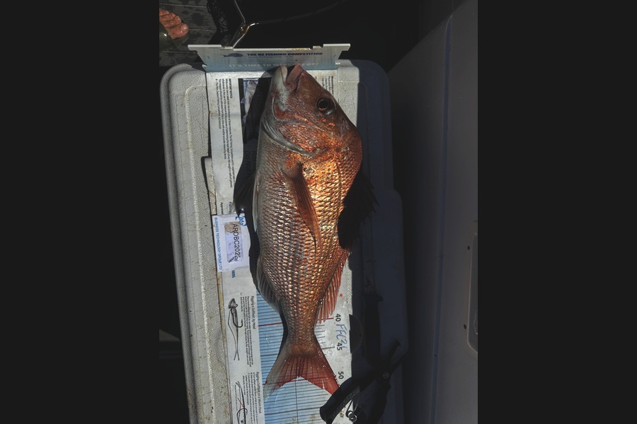 Greg Strachan caught this 49.0cm Snapper at Auckland during The OBC Fishing Competition