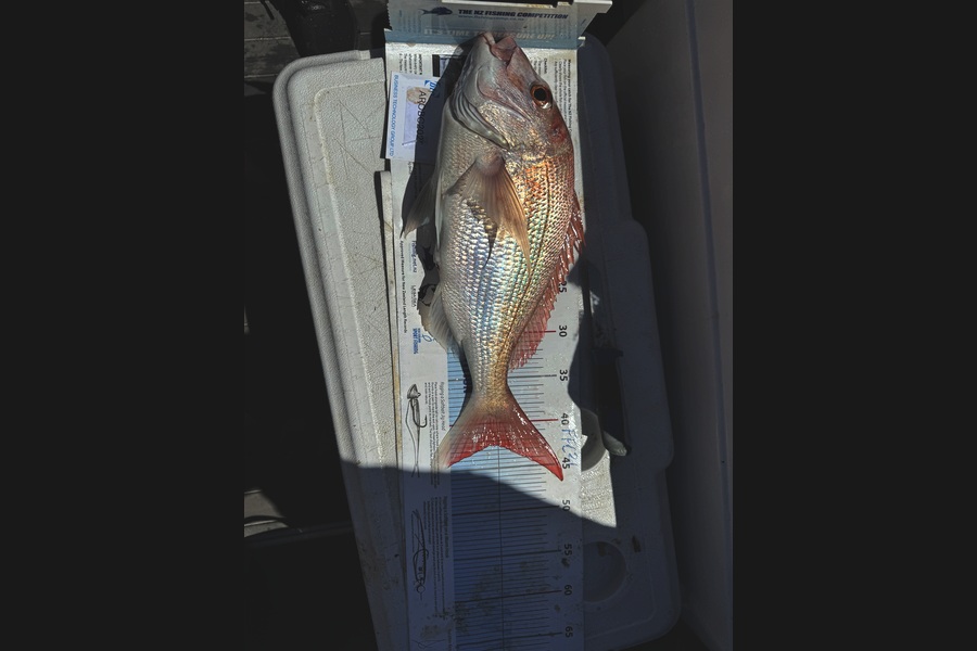 Greg Strachan caught this 42.5cm Snapper at Auckland during The OBC Fishing Competition