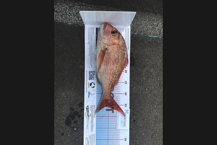 Samuel Gould caught this 35.5cm Snapper at Auckland during The OBC Fishing Competition