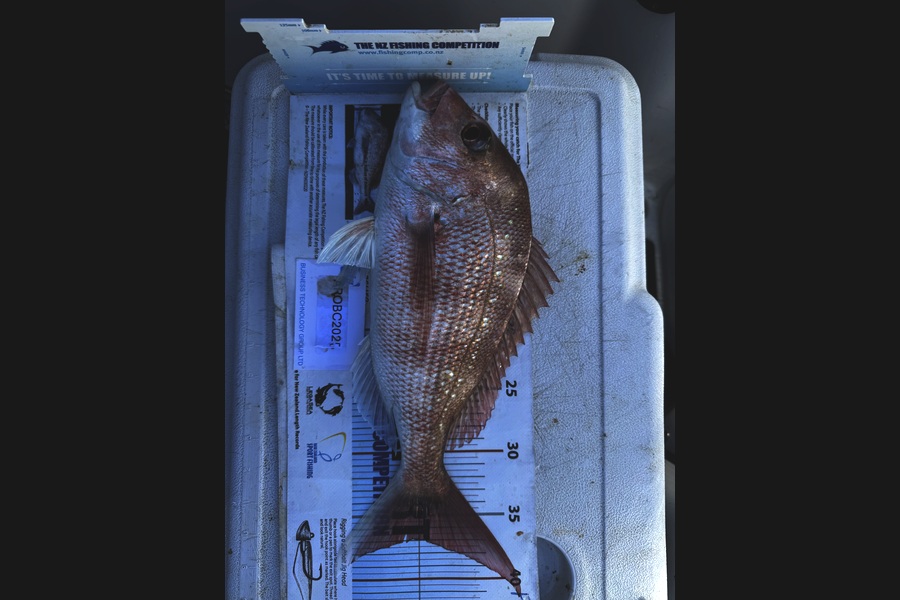 Greg Strachan caught this 37.0cm Snapper at Auckland during The OBC Fishing Competition