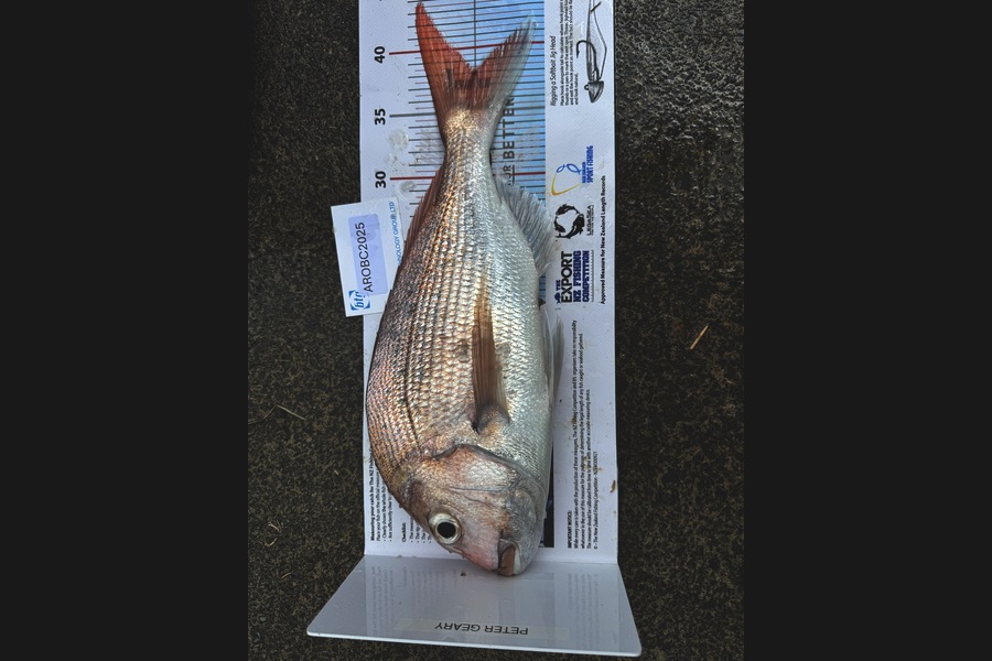 Logan Geary caught this 38.0cm Snapper at Auckland during The OBC Fishing Competition