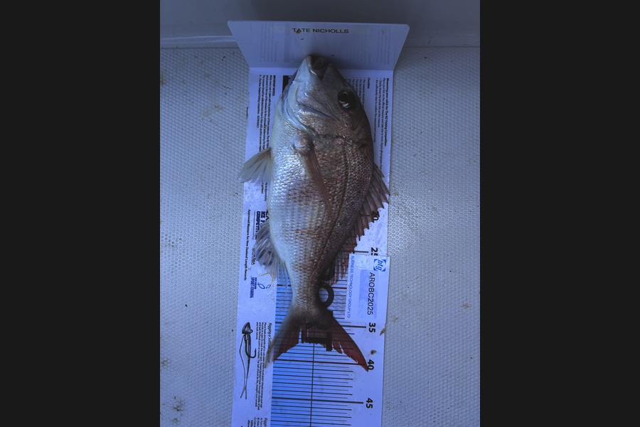 Louise Nicholls caught this 37.5cm Snapper at Auckland during The OBC Fishing Competition