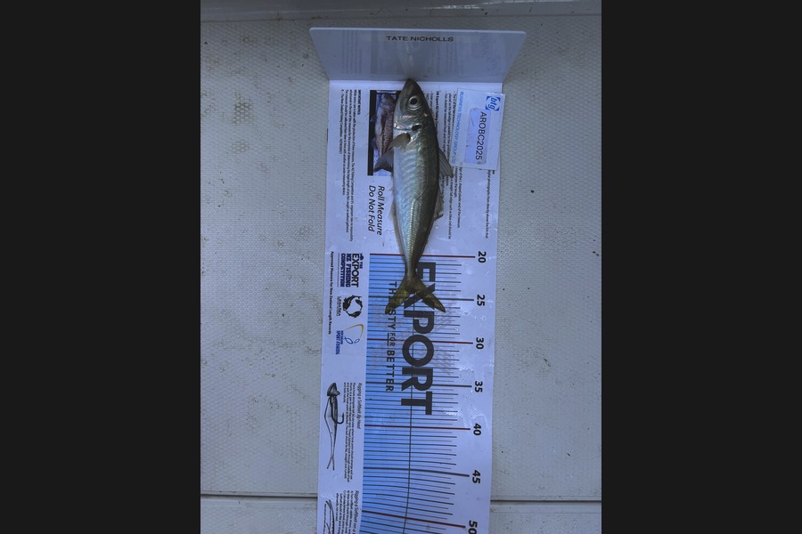 Louise Nicholls caught this 24.0cm Other at Auckland during The OBC Fishing Competition