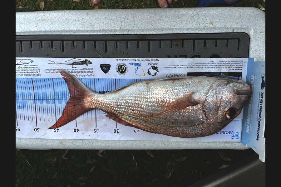 Logan  McKenzie caught this 46.0cm Snapper at Auckland during The OBC Fishing Competition