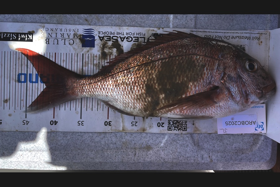 Brendan Lochead caught this 41.0cm Snapper at Auckland during The OBC Fishing Competition
